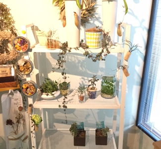 観葉植物04